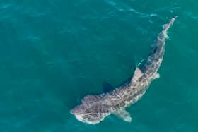 Basking shark spotted off the coast of Scotland in Ayrshire