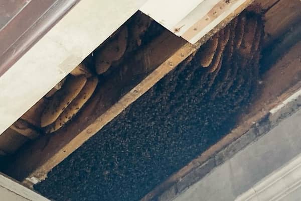 10,000 bees were found living above this East London pub for 10 years before being discovered. 