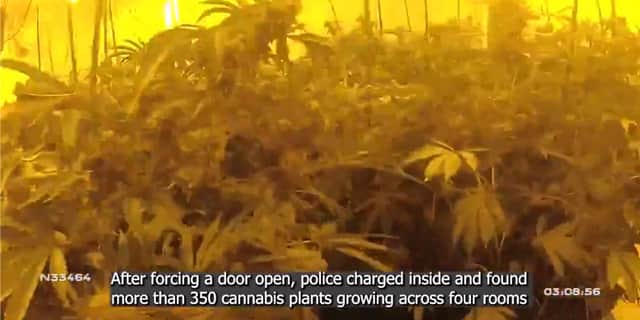 Police found 350 cannabis plants across four rooms.