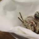 Rare pink baby pigeon hand-reared using a unique technique at Paignton Zoo in Devon.