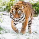 Tigers in the snow at West Midlands Safari Park.