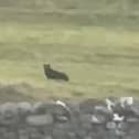 Footage shows a suspected big cat sitting in a field near the town of Askrigg, North Yorkshire.