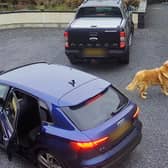 Hilarity ensues as pooch steals turkey crown from car in Armagh, Northern Ireland, leading to a game of chase which ended in woman leaving empty handed as crafty canine refused to give up the bird. 