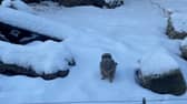 A meerkat enjoying the snow at Knowsley Safari.