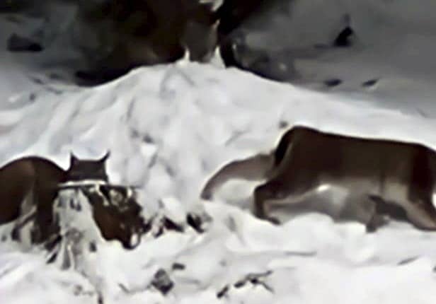 Lynx spotted in the Cairngorms National Park