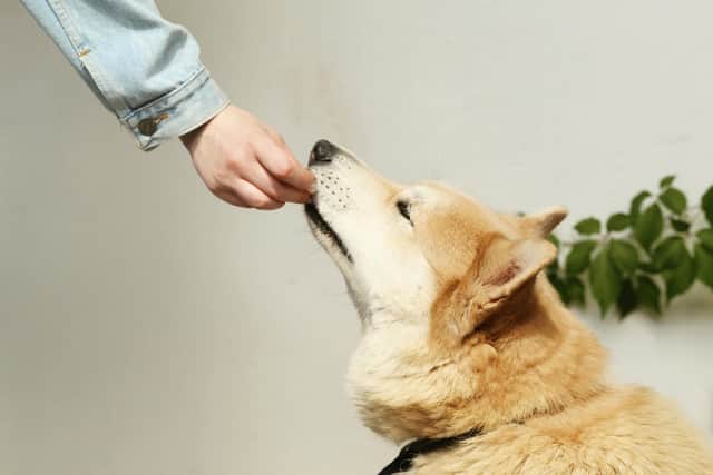 Some common human foods can prove deadly to our dogs.
