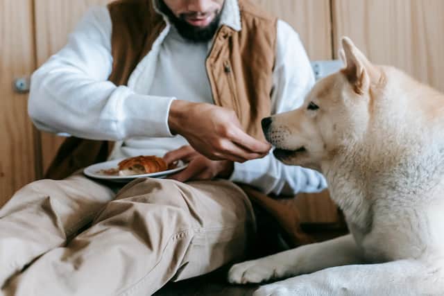 If you suspect your dog has eaten something that could be toxic, it's important that you seek veterinary care immediately.