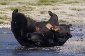 North American black bears playing on the ice at Woburn Safari Park in Bedfordshire.