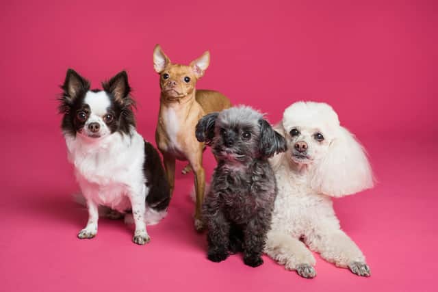 Research suggests that eight out of 10 dogs find it hard to be left on their own.