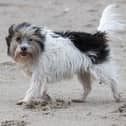These are the six most common health conditions in pets and the steps you can take to protect them. 