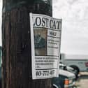 Over 25,000 pets have been reported missing since the beginning of 2023, with estimates showing that six pets vanish every day. 
