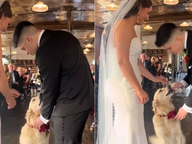 The Golden Retriever arrives at the bride and groom with the ring.