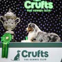 Crufts Best in Show will be on Channel 4