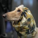 Crufts is on Channel 4 this weekend