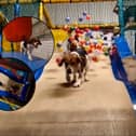 Inside Soft Paws play area with a huge ball pit and slide