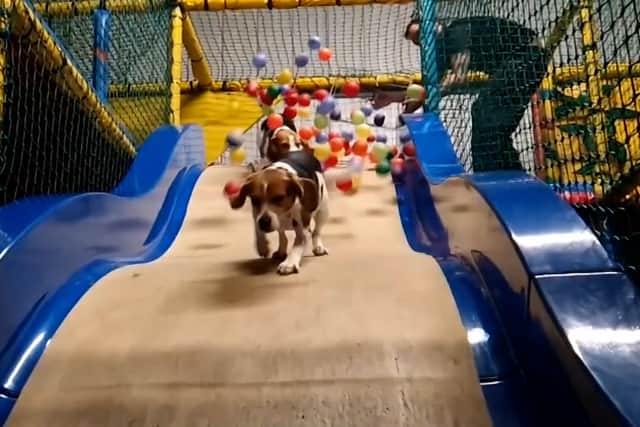 Beagles charge into the ball pit at Soft Paws doggy play centre