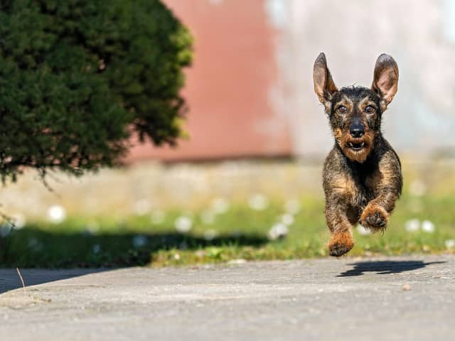 Dogs can suffer from hay fever during the pollen season just like humans.