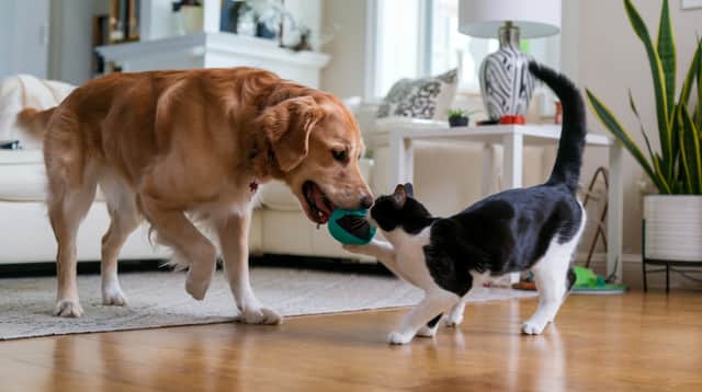 Pets can improve owners' health and give a mood boost