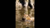 Capybara cools off at Chester Zoo