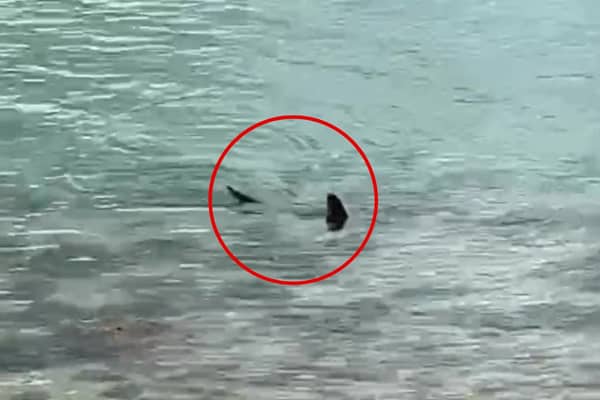 Massive shark circles waters off UK coast.