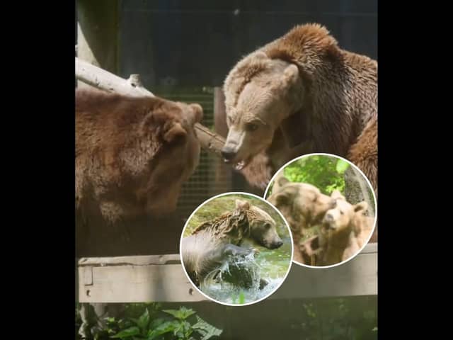 Boki the brown bear's heart-warming reunion with pals at wildlife park after life-saving brain surgery