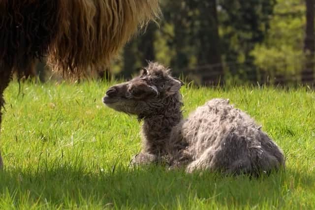 Fluffy rare camel calf wobbles with mum in adorable video