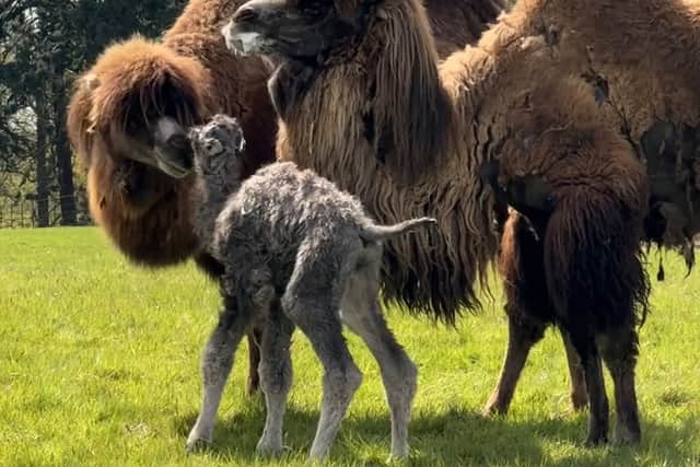 Fluffy rare camel calf wobbles with mum in adorable video