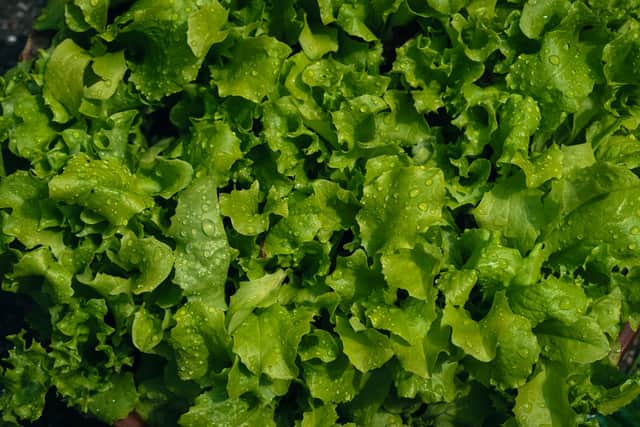 Lettuce water is once again growing in popularity on social media.