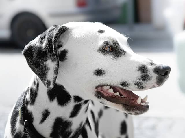 This is how often to brush your dog's teeth according to experts.