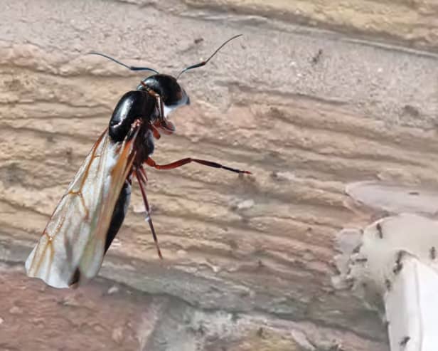 Flying ants.