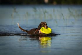 Our favourite lakes and ponds could pose a serious risks for your dog.