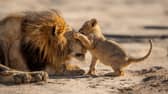 Parenthood: A father lion patiently playing with his young cub. 