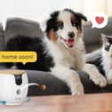 Furbo also makes cheaper, more compact cameras