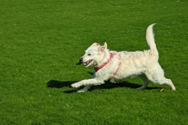 Honey has always been energetic, but we've had to slow up a bit recently