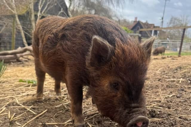 Ginger the miniature pig 