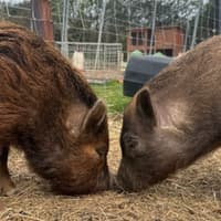 This little piggy stayed home: Meet Ginger and Richard, the much-loved pets who enjoy brushes, cuddles and Sunday treats