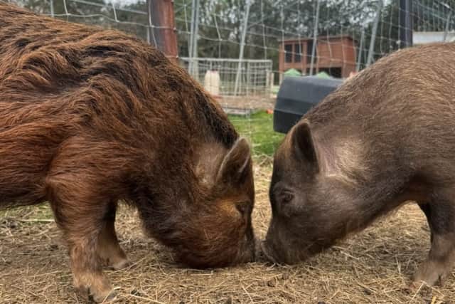 Ginger and Richard are enjoying life in Beaconsfield, Bucks 
