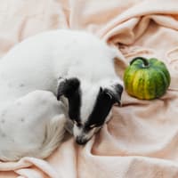 Is Halloween a nightmare for YOUR dog? Expert reveals common mistakes Bucks owners make that could leave pets terrified
