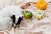 Dogs might not enjoy Halloween as much as your would like them to 