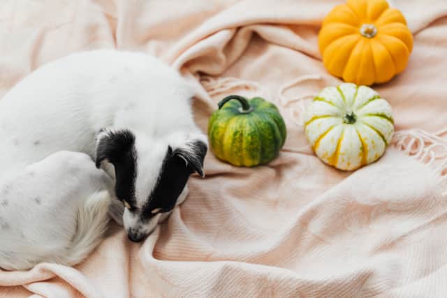 Dogs might not enjoy Halloween as much as your would like them to