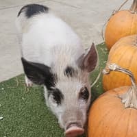 Pigs and pumpkins promise a spooktacular half-term at Buckinghamshire farm