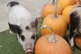 Meet the pigs and pick your pumpkin for Halloween 