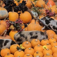 Pigs and pumpkins promise a spooktacular half-term at Buckinghamshire farm