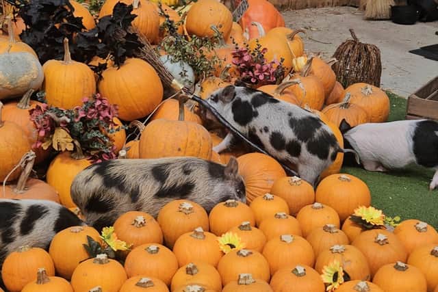 Adorable piglets explore in the pumpkins at Kew Little Pigs