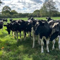 New community-led market launching in Wendover aims to champion independent producers