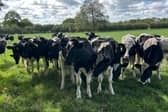 Cows in field 