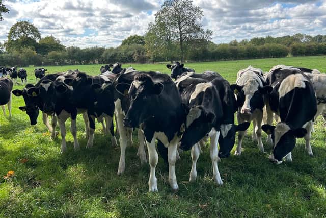 Cows in field