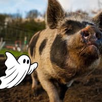 Pigs, pumpkins and hocus-pocus! Miniature pigs steal the show at Bucks farm’s biggest Halloween yet