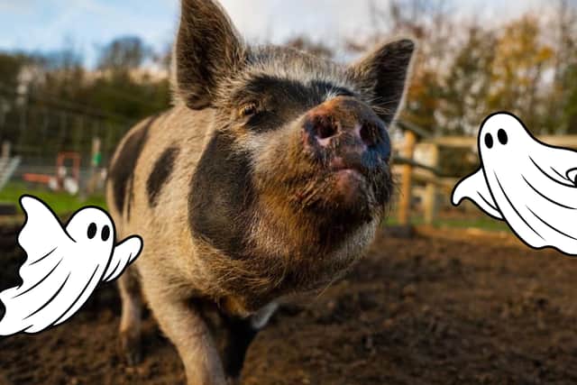 Kew Little Pigs is getting into the spooky spirit this Halloween