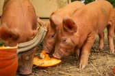 A new litter of rare breed Tamworth piglets enjoy some pumpkin at Odds Farm Park.